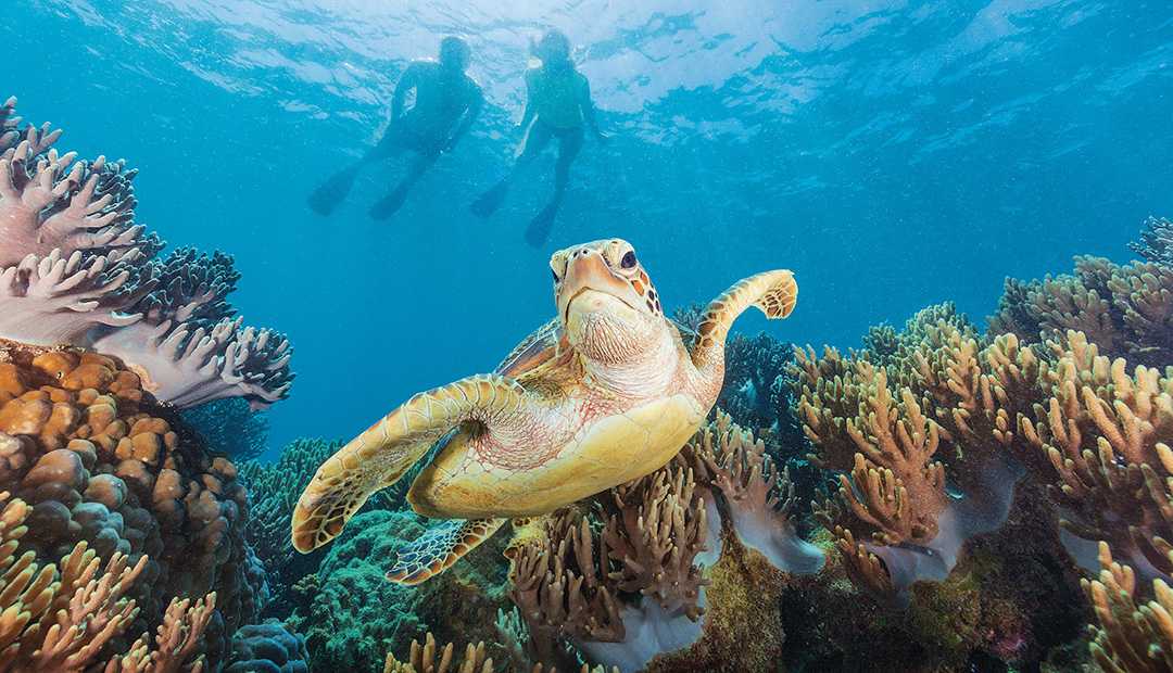 Большой барьерный риф в австралии — одно из величайших чудес подводного мира