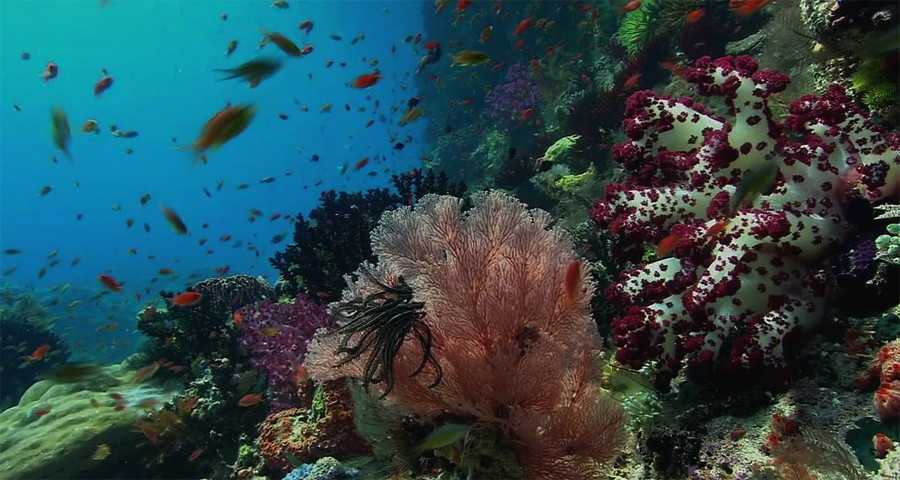 Коралловое море - обитатели, климат, интересные факты