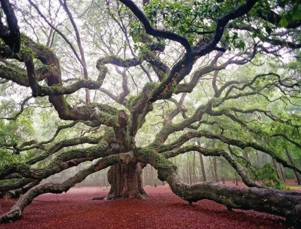 12 уникальных деревьев, которые обязательно надо увидеть