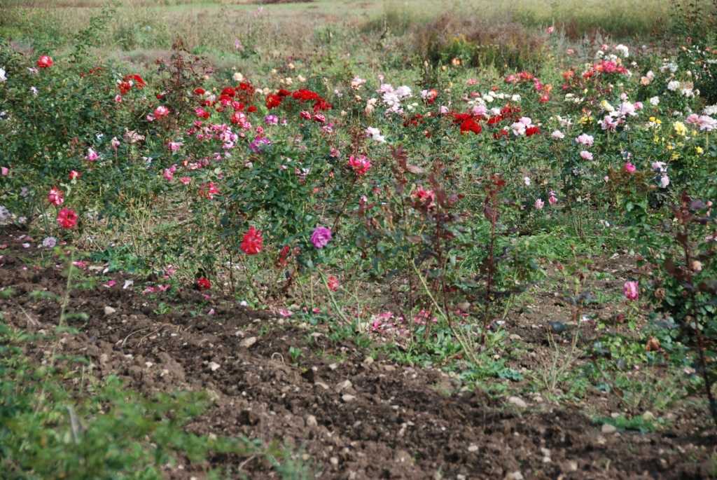 Долина роз в болгарии — розовые поля