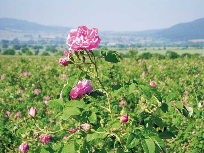 Долина роз rose valley болгария казанлык - путеводитель туриста ruturisto.ru