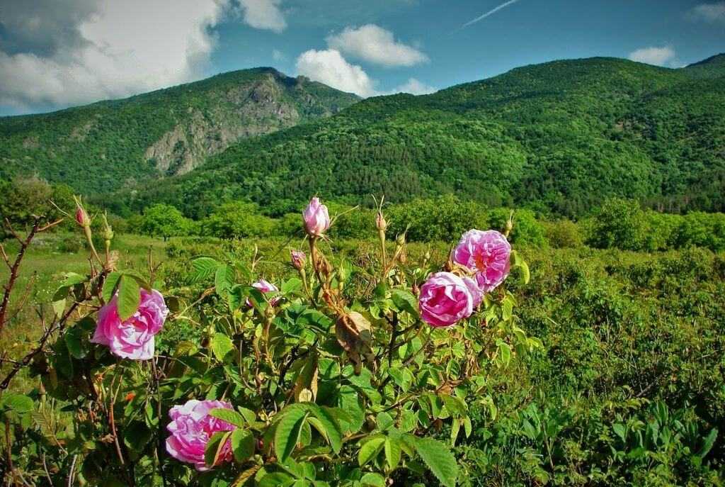 Долина роз в болгарии - описание, фото, где находится, как добраться