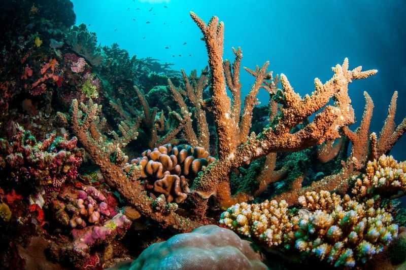 Большой барьерный риф – почему гибнет уникальная природная достопримечательность