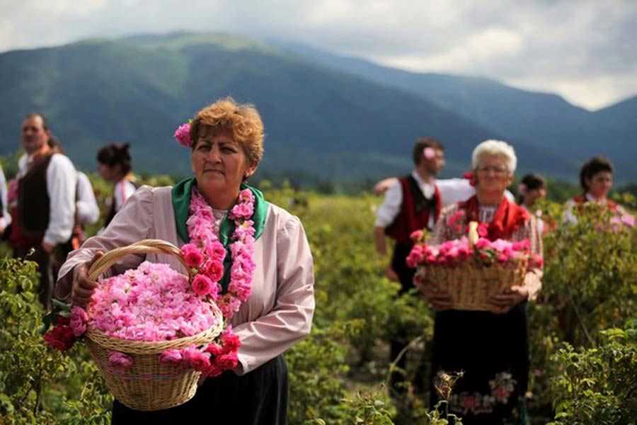 Розовое золото болгарии. история, фестиваль, музей