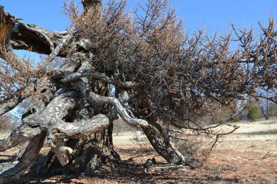 Удивительные деревья (10 фото + описания) – antiloh.info antiloh.info
