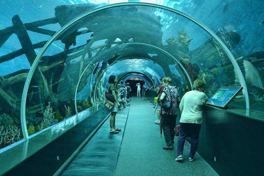 Сиднейский аквариум sea life - gaz.wiki