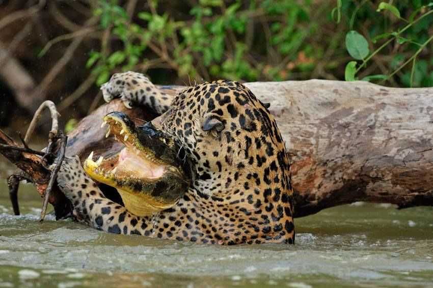 Животные амазонии: "невероятный тропический мир"⚡