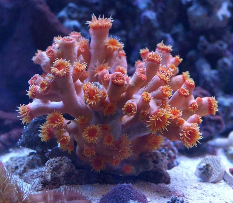 Все, что нужно знать про кораллы красного моря