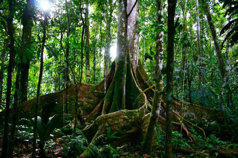 Тропический лес амазонки - amazon rainforest