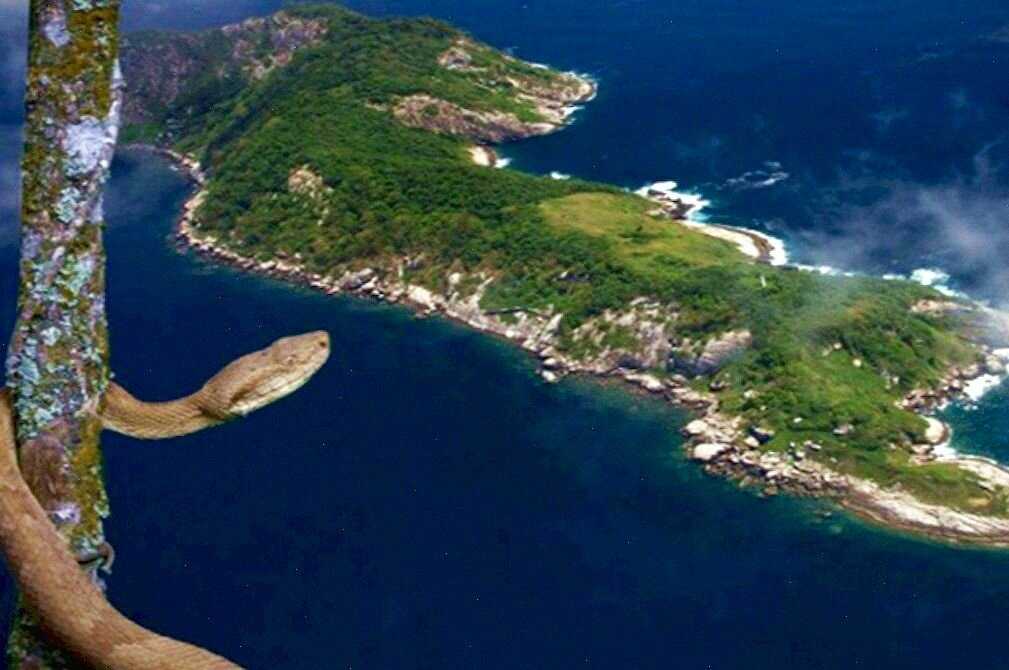 Кеймада-гранди - змеиный остров бразилии. описание фото