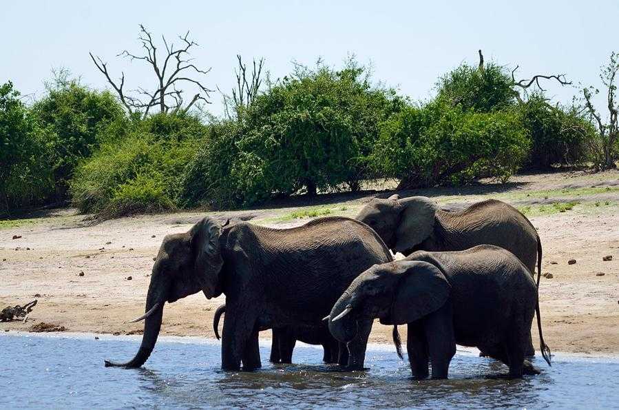 Дикая природа ботсваны - wildlife of botswana - abcdef.wiki