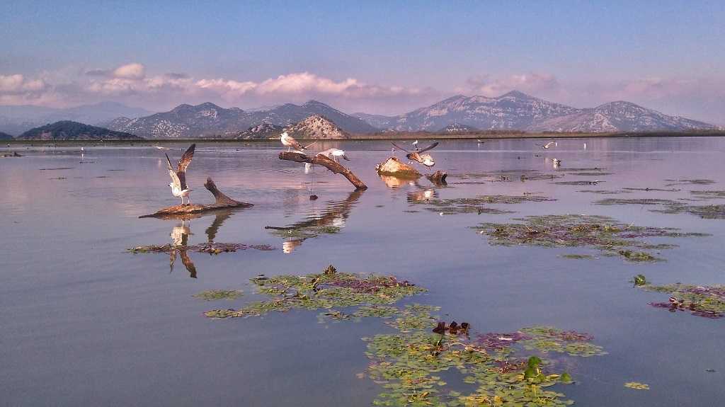 Скадарское озеро (черногория): подробное описание с фото