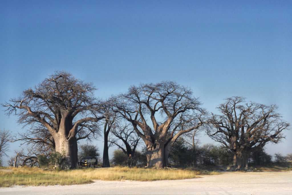 Нхаи Пан — национальный парк в Ботсване. Парк расположен в северной части Ботсваны в юго-восточной части Северо-Западного района к северу от солончака Макгадикгади. Его площадь составляет 2578 км². Она занята лесами, саванной и обширными участками лугов.
