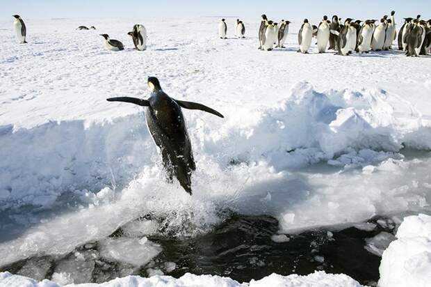 Факты об антарктиде: 20 невероятных вещей, которых вы не знали - сайт о путешествиях