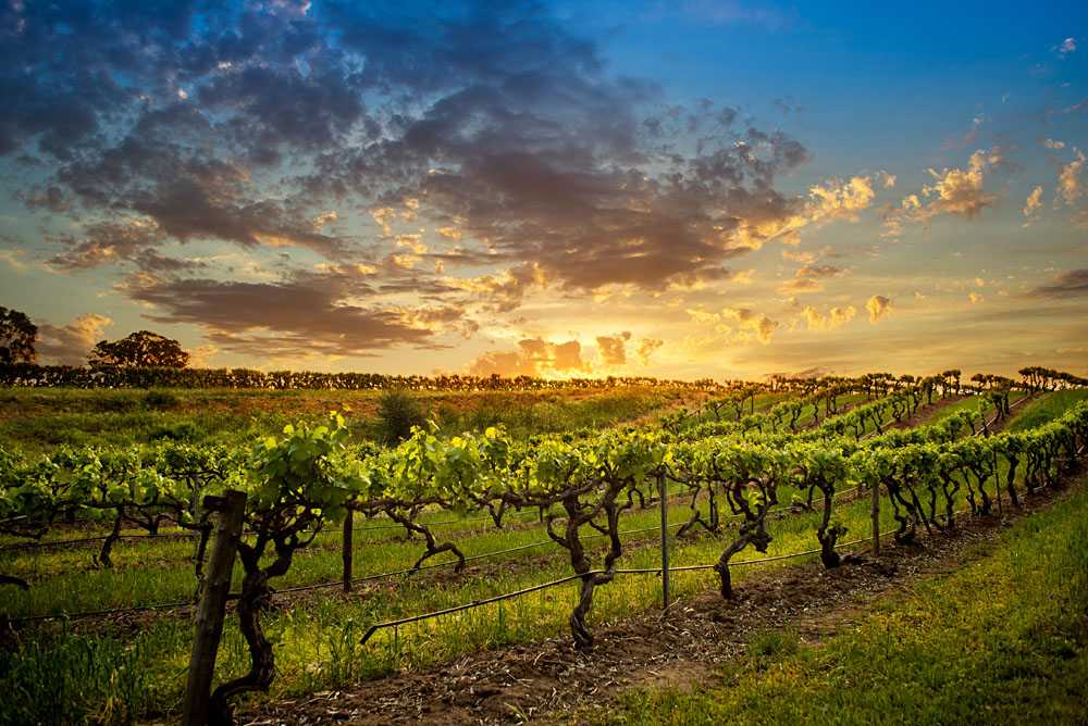 Основные винодельческие регионы австралии. долины австралии
