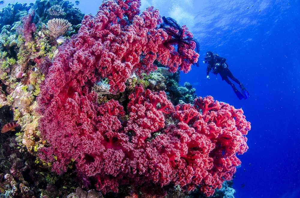 Кораллы, коралловый риф картинки, фото, видео