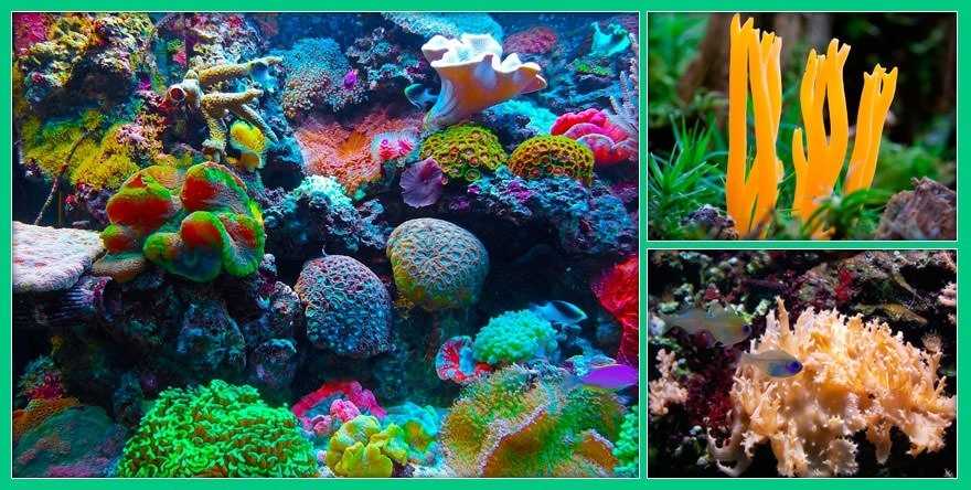 Подводный мир Австралии: Большой Барьерный риф