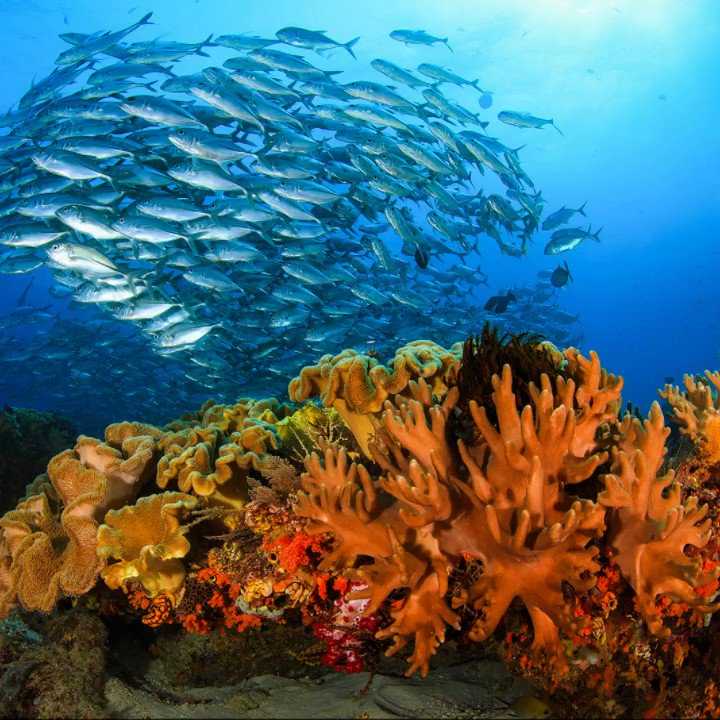 Коралловое море – «коралловые сады» с многокрасочным животным миром