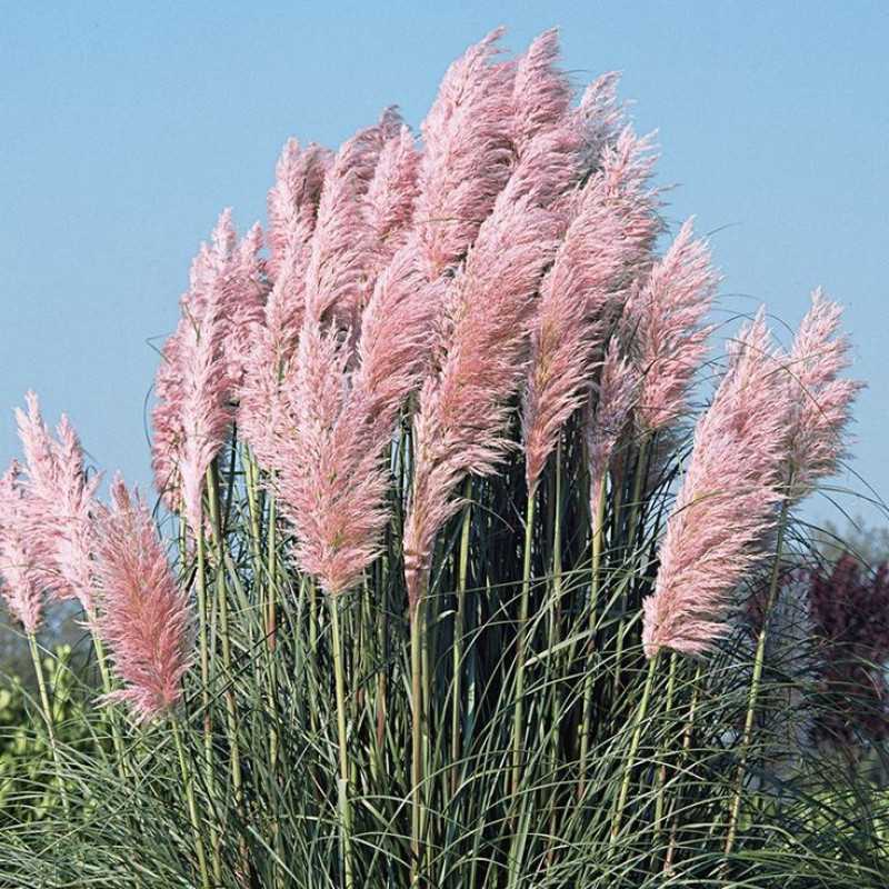 Пампасная трава – посадка и уход, фото, размножение семенами, делением