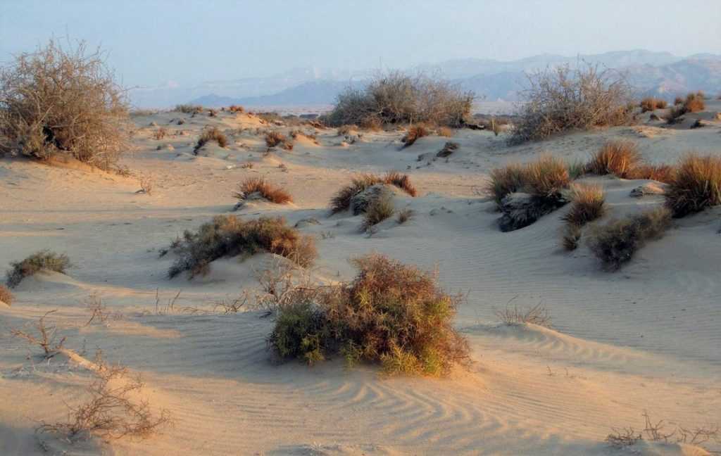 Подборка видео про пустыню Сахара (Алжир) от популярных программ и блогеров Сахара на сайте