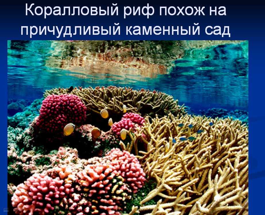 Где самые лучшие кораллы в египте. коралловые рифы: чем опасны, когда цветут, отели, самые красивые, фото и видео » карта путешественника