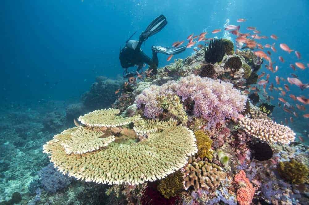 Большой Барьерный риф (Great Barrier Reef) – самый крупный коралловый риф в мире Он находится у северо-восточного побережья Австралии, протянувшись в длину вдоль материковой отмели почти на 2300 км