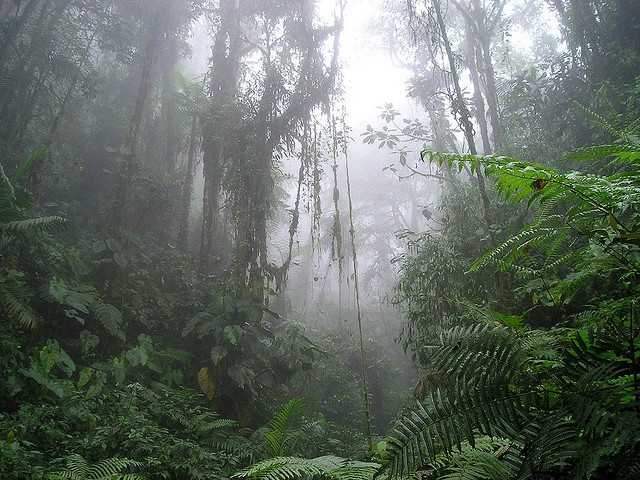 Амазония: может ли планета остаться без главного тропического леса