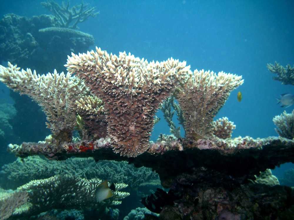 Кораллы красного моря и их особенности