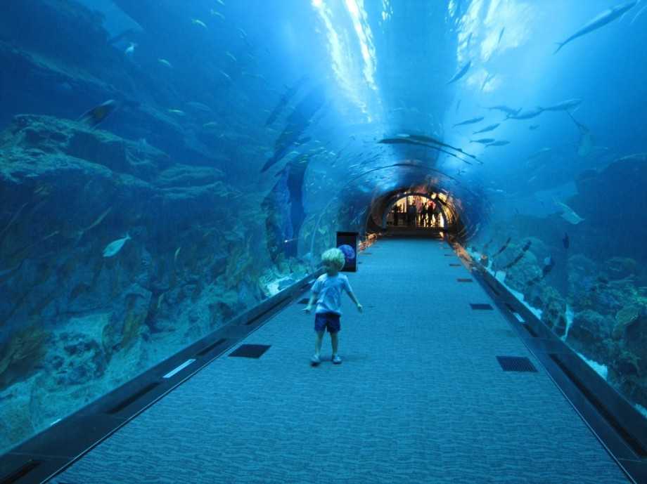 Океанариумы Австралии: Сиднейский аквариум