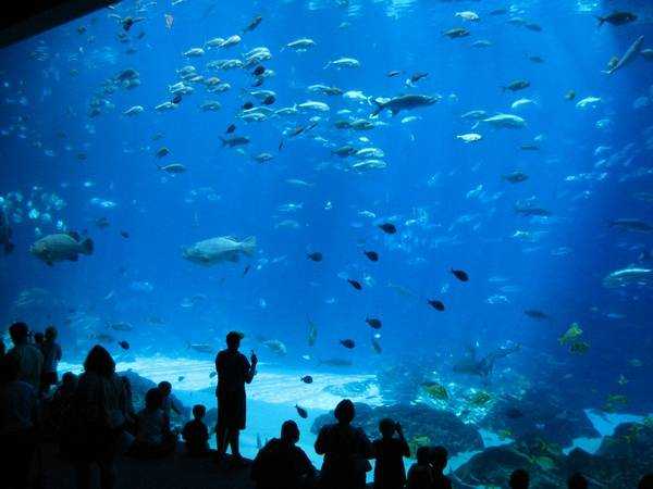 Сиднейский аквариум sea life
