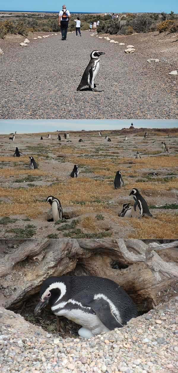 Пунта-томбо: "приют магеллановых пингвинов"⚡