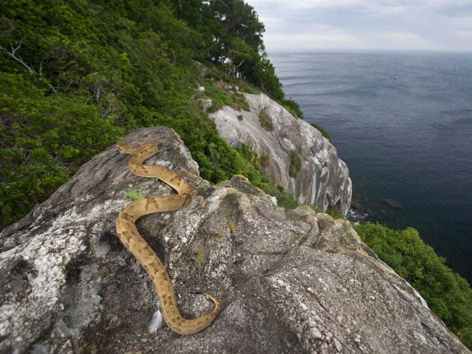 Остров змей кеймада-гранди в бразилии - фото и видео факты