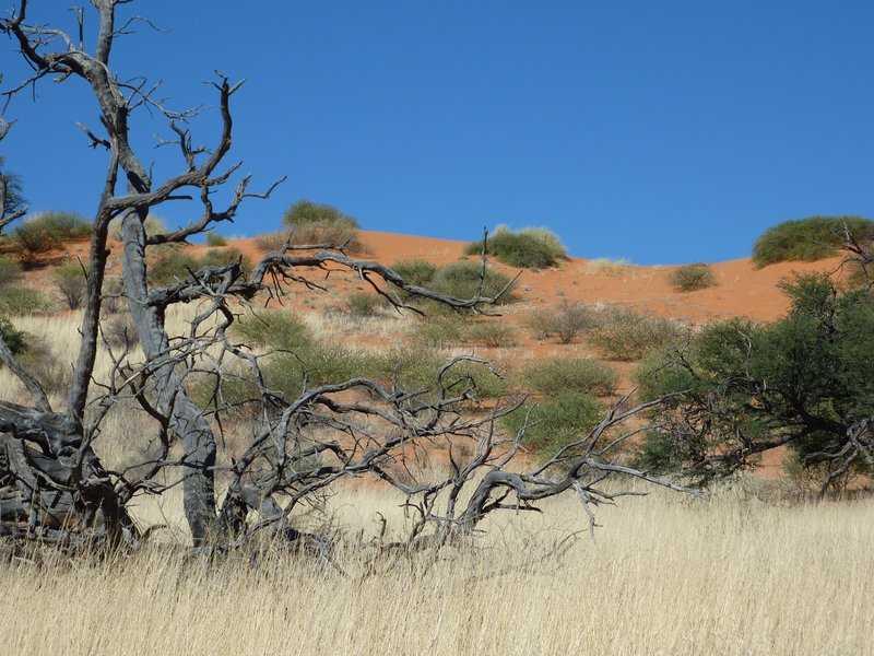 Пустыня калахари – интересные факты
