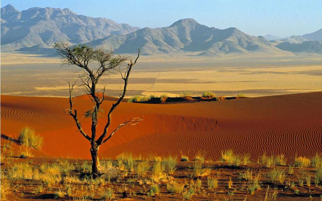 Животный мир пустыни калахари