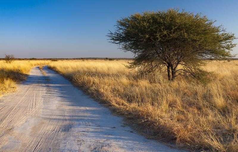 Пустыня калахари, ботсвана: описание, фото, где находится на карте, как добраться • terra-z