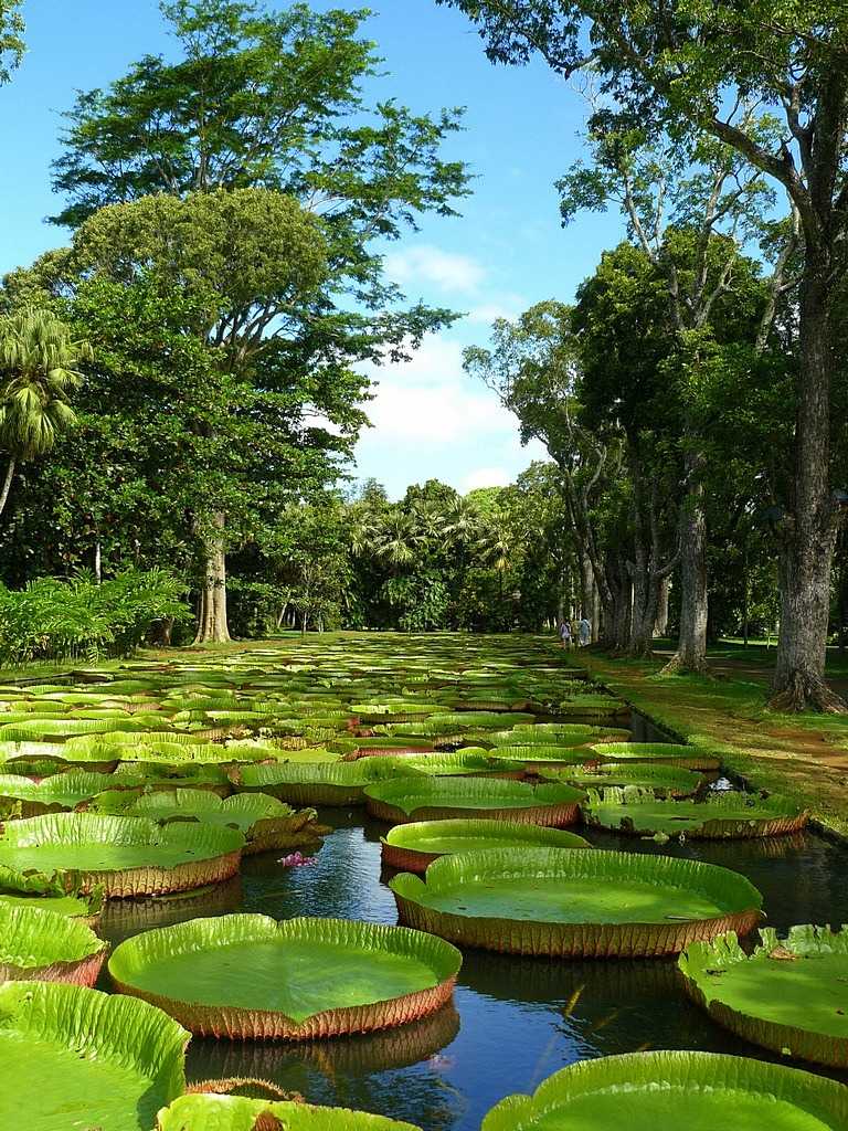 Природа бразилии. фото и описание для туриста