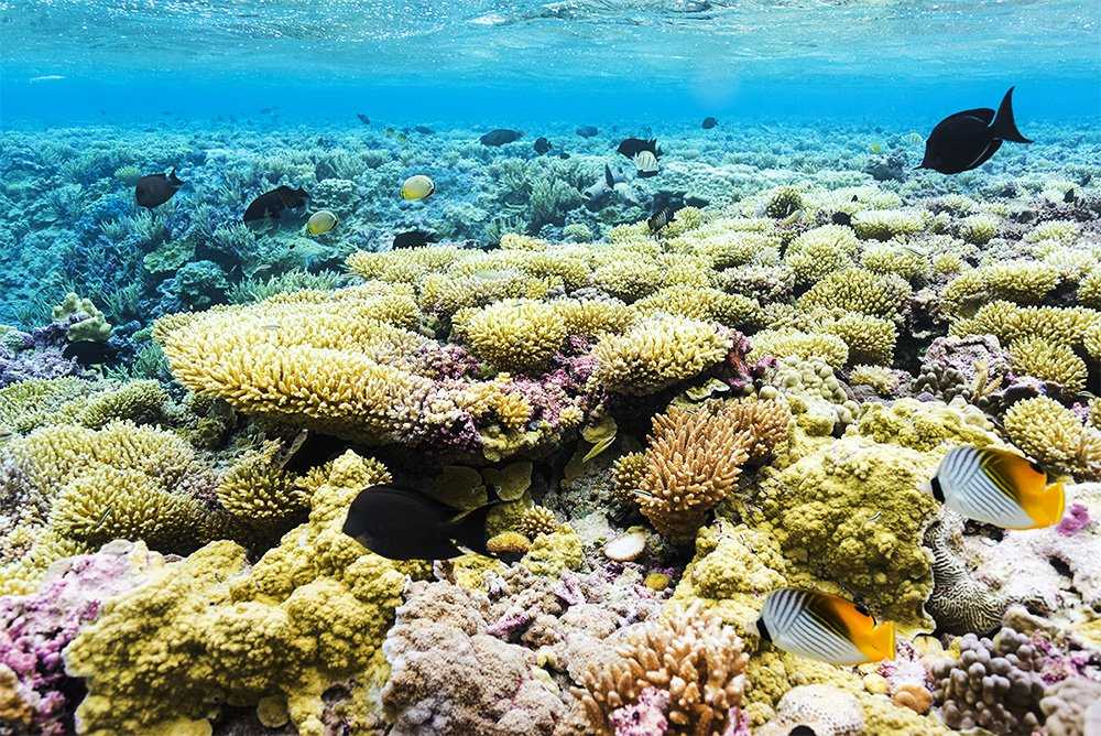 Коралловое море: характеристики, климат, биоразнообразие и значение | сетевая метеорология