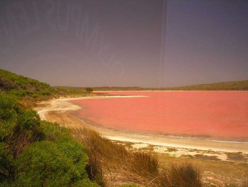 Тайна необычного розового озера в австралии до сих пор не разгадано учеными