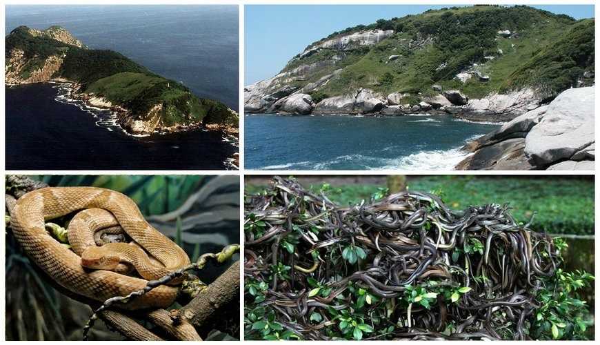 Остров змей кеймада-гранди в бразилии - фото и видео факты