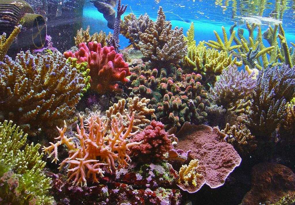 Большой барьерный риф в австралии - одно из величайших чудес подводного мира