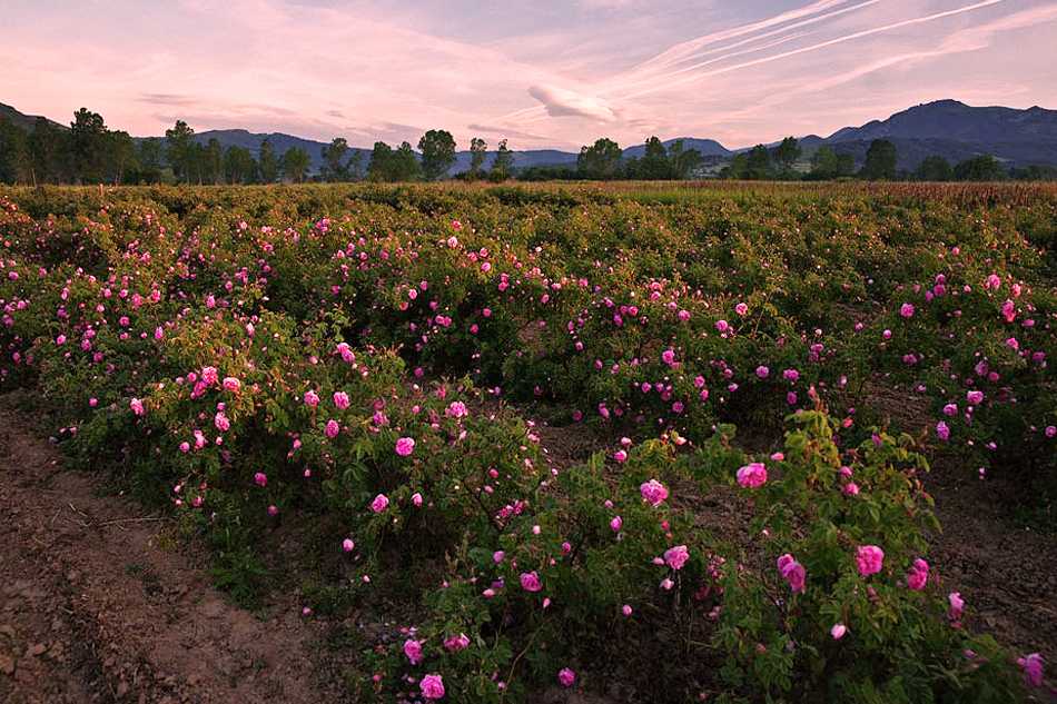 Долина роз в Болгарии находится к югу от Балканских гор и к северу от массива Средна-Гора. На ее территории находится город Казанлык. Название возникло в середине XIX века от традиционного промысла по разведению масличной розы. Долина роз в Болгарии слави