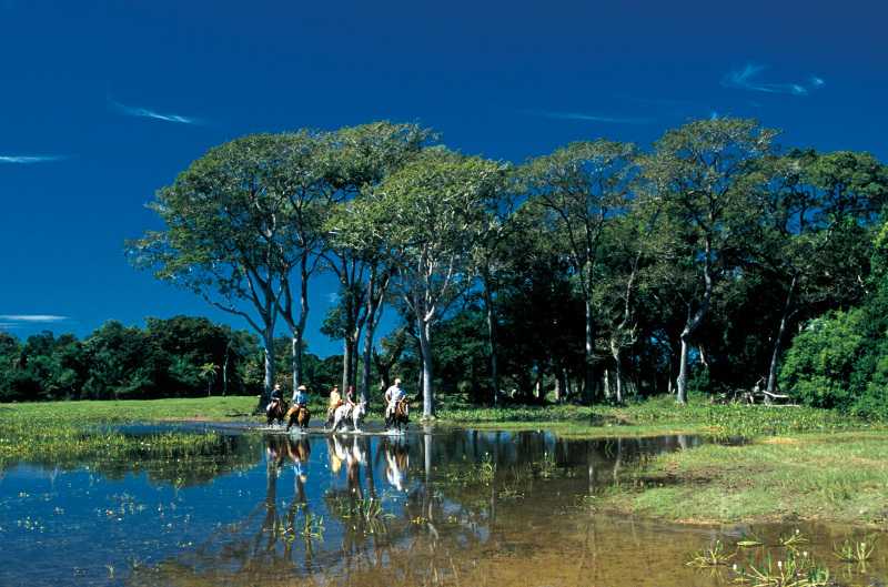Пантанал национальный парк бразилия – сайт винского