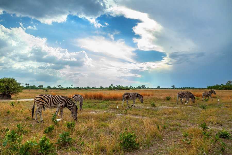 Природный заповедник Моколоди не отличается большими размерами, зато находится в весьма удобном месте для туристов - всего в 10 км от столицы Ботсваны города Габороне. Заповедник был открыт в 1994 году; он находится в юрисдикции Фонда дикой природы Моколо