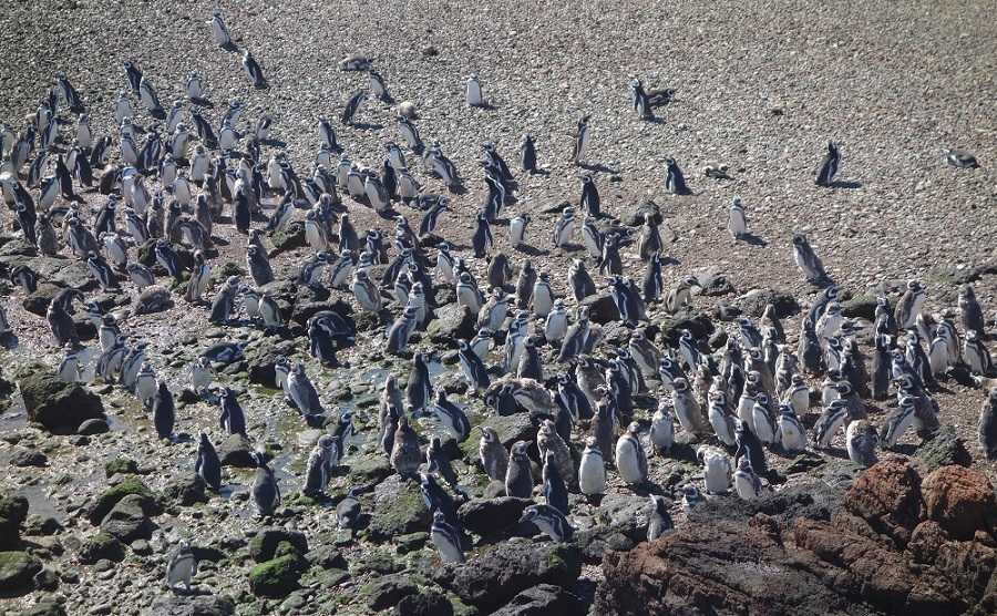 Пунта-томбо: берег, где рождаются пингвины 🐧