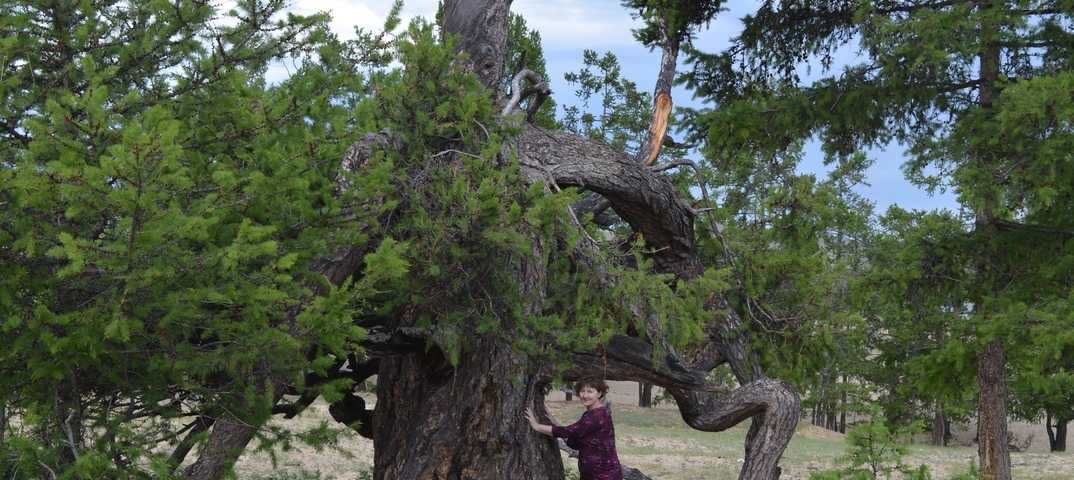 «жить вопреки всему»: 20 фотографий деревьев, которые выжили, несмотря ни на что