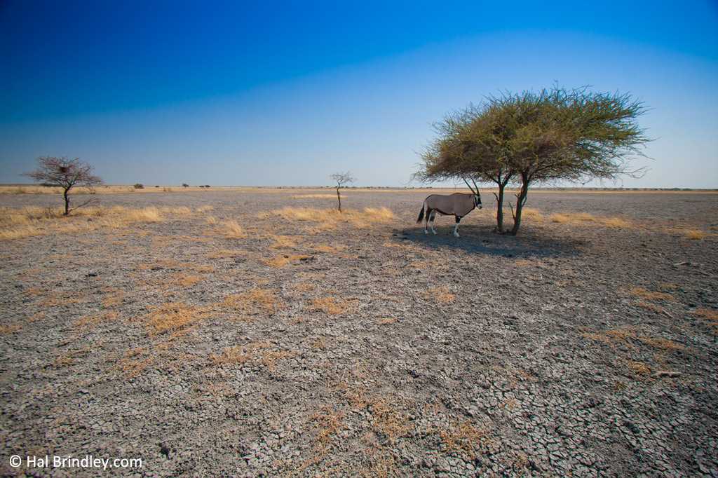 Ботсвана. central kalahari game reserve | by mila | medium