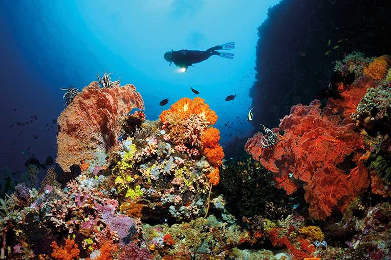 Большой барьерный риф в австралии - одно из величайших чудес подводного мира