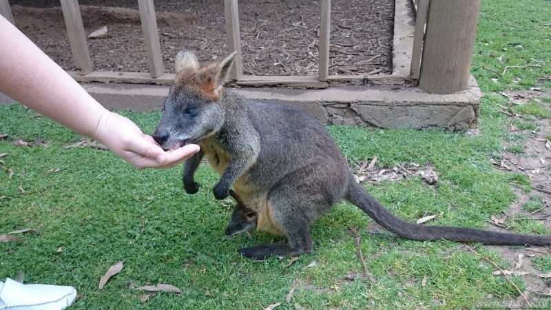 Остров филиппа - коалы, вомбаты и кенгуру в австралии