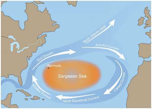 Саргассово море на карте, характеристики, флора и фауна кратко
