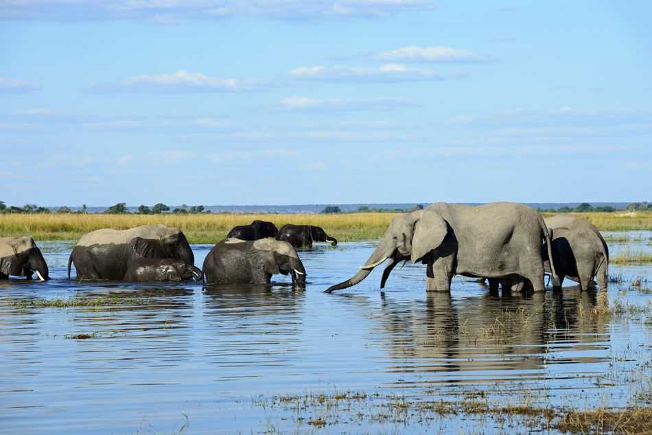 Из намибии в ботсвану - животные национального парка чобе